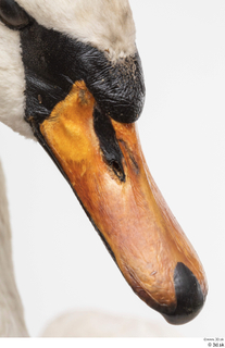 Mute swan beak mouth 0001.jpg